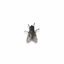 12_vajr.gif