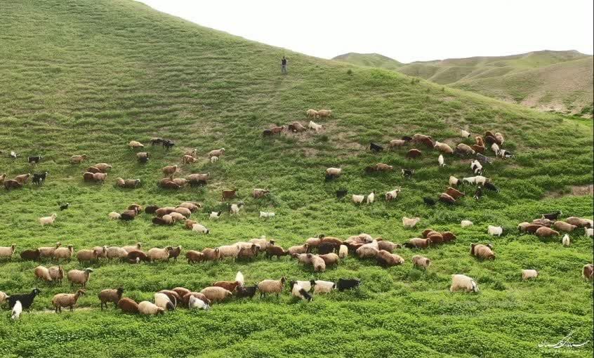  ۳۳ هزار پروانه چرا برای عشایر کوچنده مراتع جنوبی ورامین صادر شد