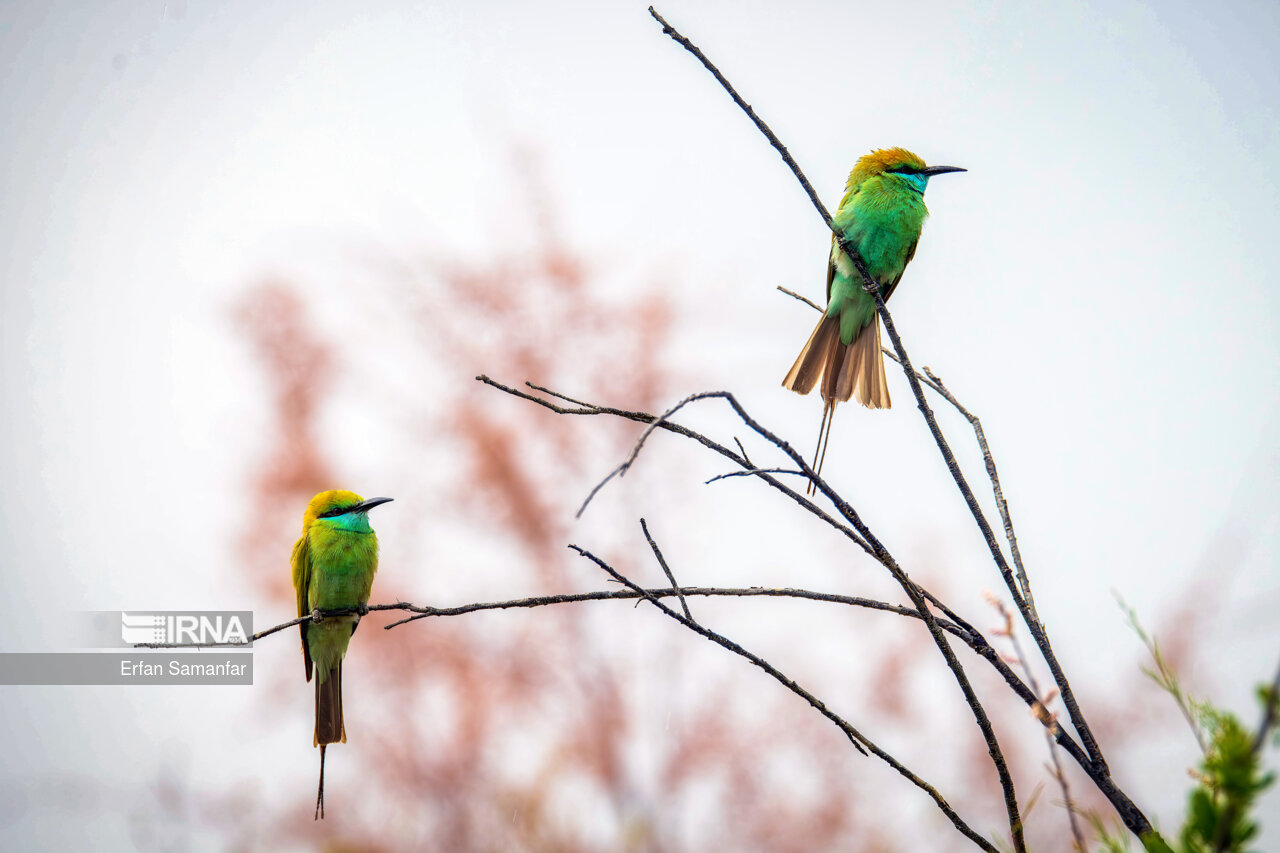 171193531_زنبورحوار-سبز_jrpp.jpg