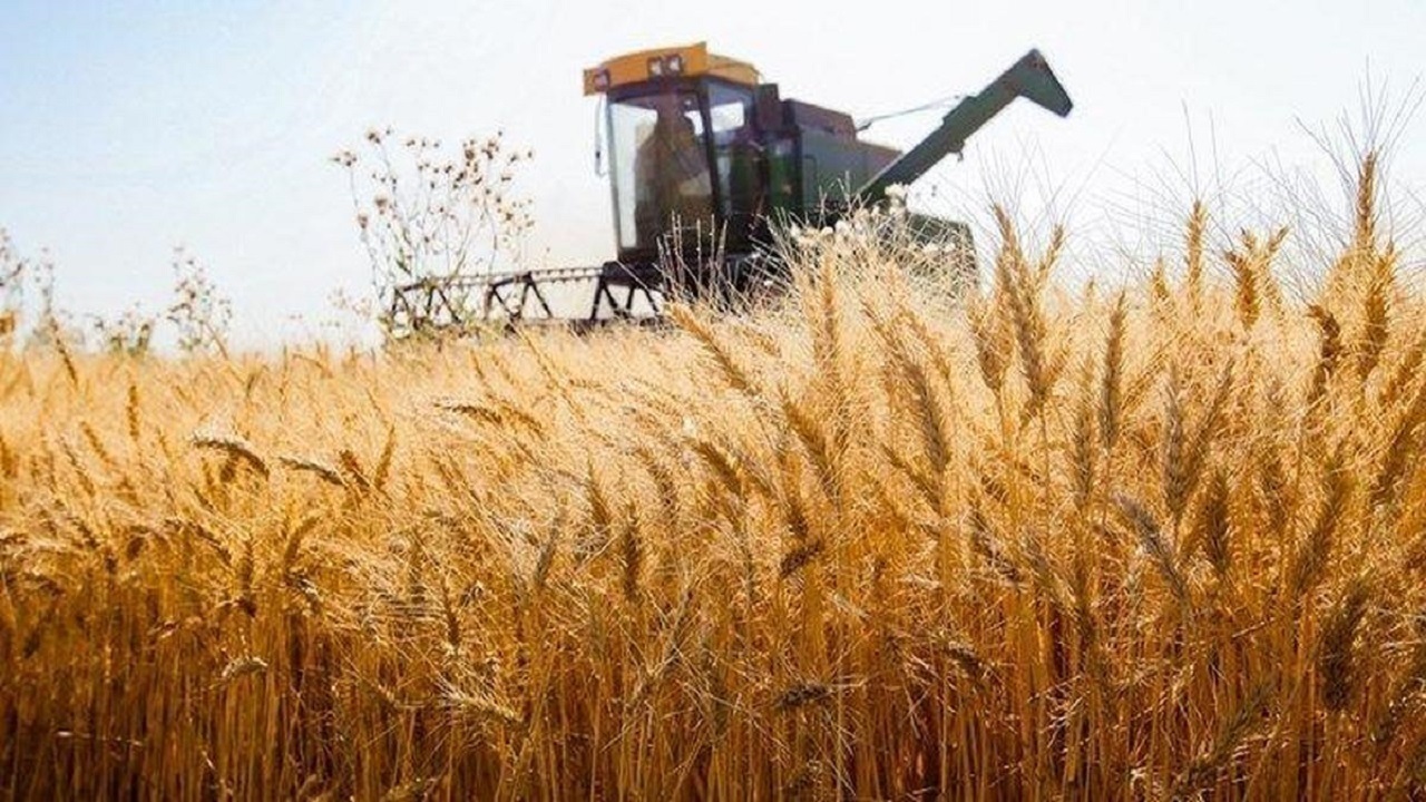قیمت خرید تضمینی گندم تعیین تکلیف می شود