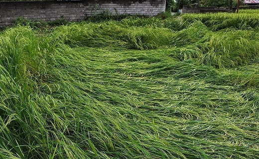 خسارت باران به خوشه های برنج + تصاویر