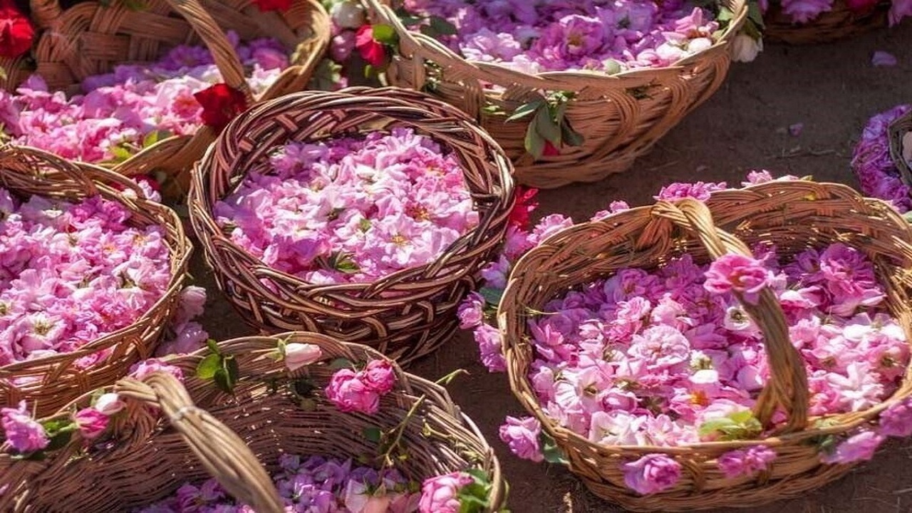 ایران تولیدکننده ۷۰ درصد گل محمدی دنیا