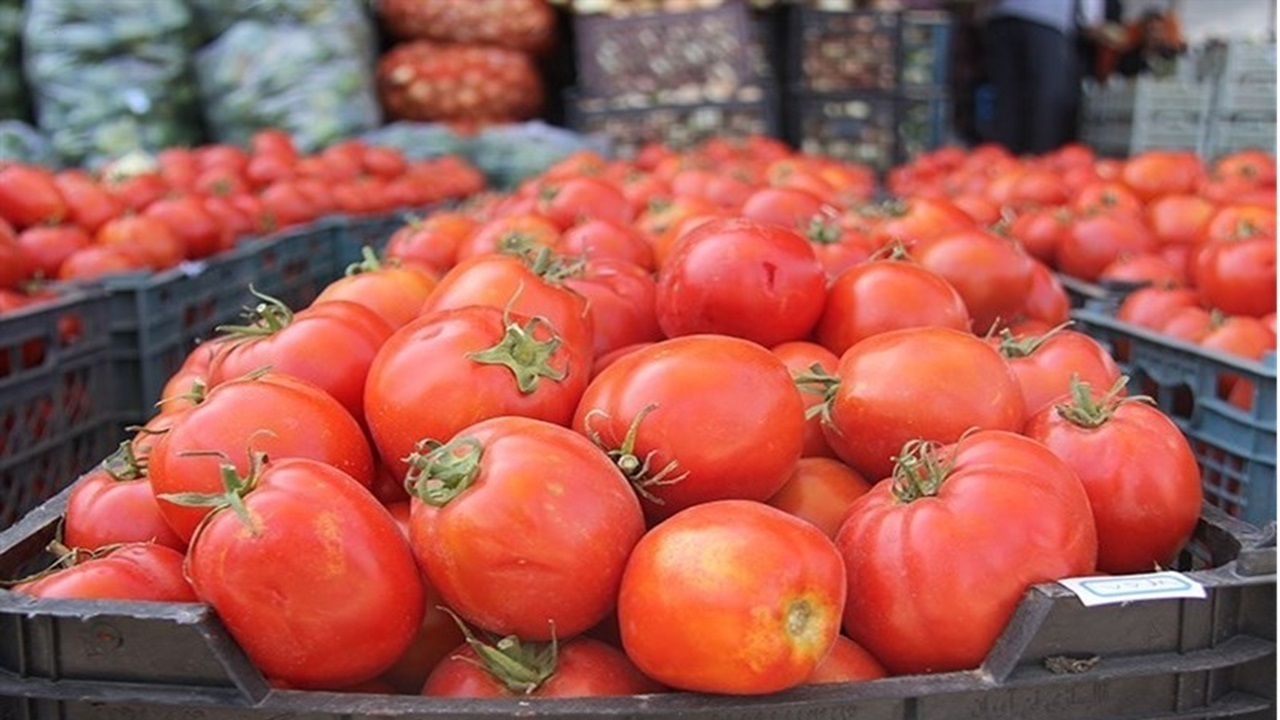 تولید سالانه ۵۰۰ میلیون قوطی کنسرو رب گوجه فرنگی