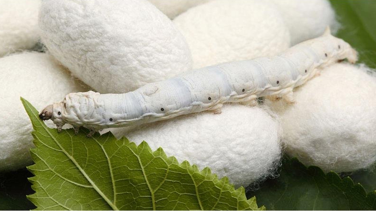 خودکفایی ۱۰۰ درصدی تولید نخ ابریشم‌ صنعت فرش نیازمند توسعه باغات توت