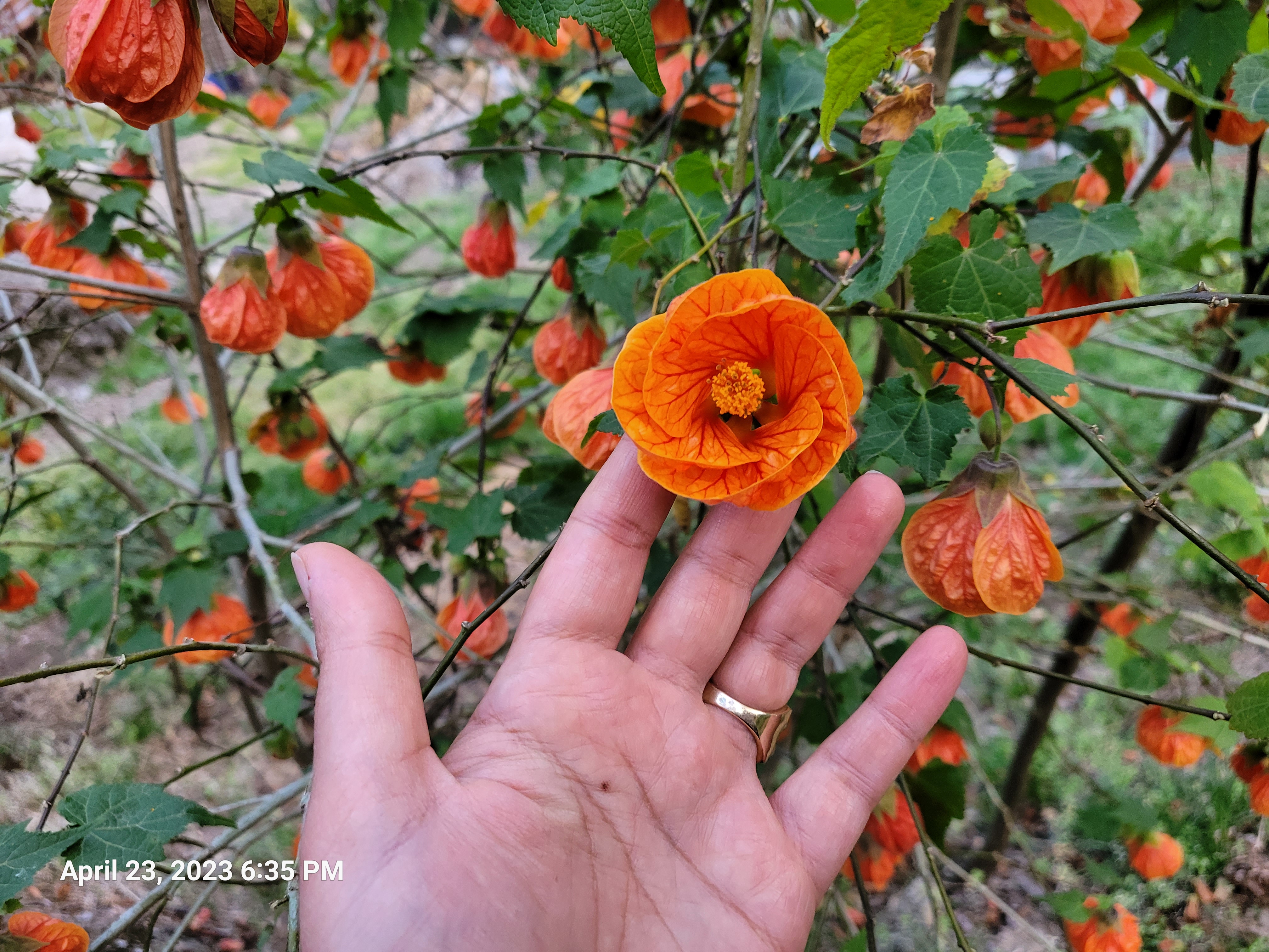 [تصویر:  20230423_183514_yrby.jpg]