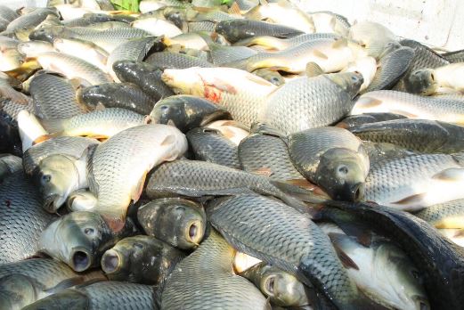 برنامه‌ریزی برای تولید ۲۰۰هزار تن ماهی گرم‌آبی/ خطر گرمای تابستان در کمین تولیدکنندگان