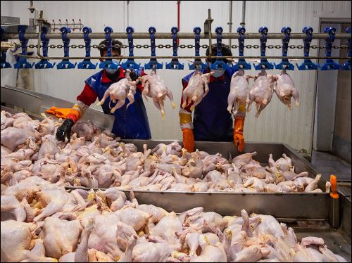 افزایش قیمت گوشت مرغ صحت ندارد