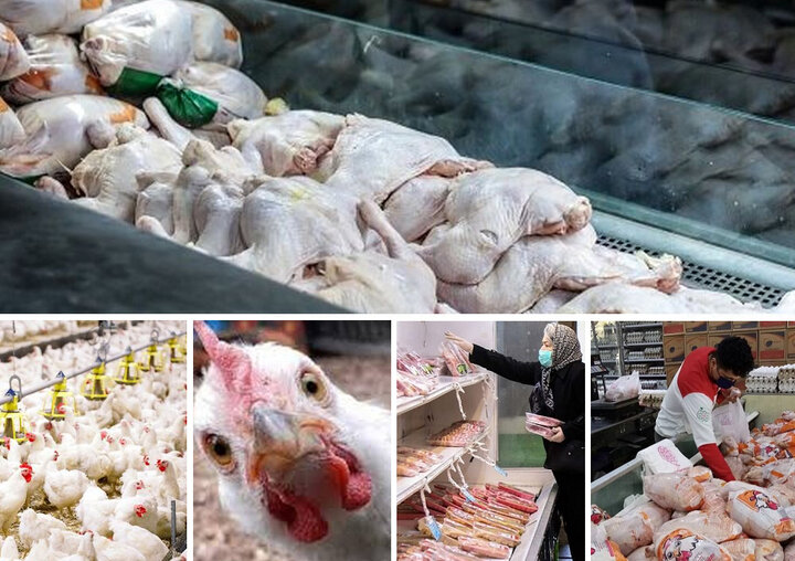 عرضه روزانه ۱۲۵۰تن گوشت مرغ گرم در پایتخت