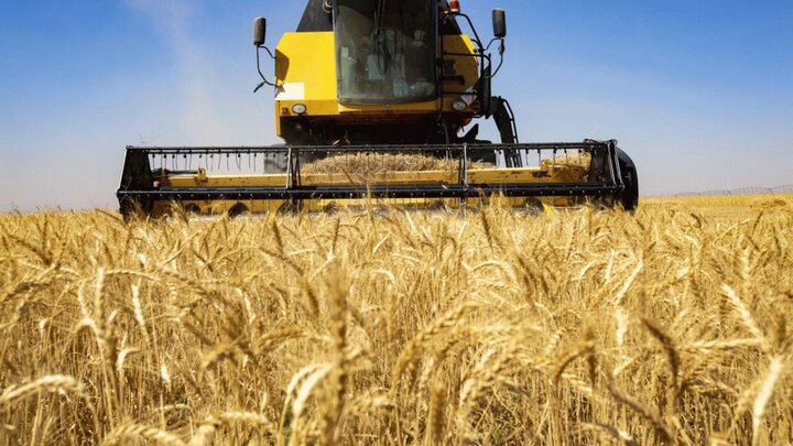 خرید تضمینی ۴.۷ میلیون تن گندم در فصل بهار