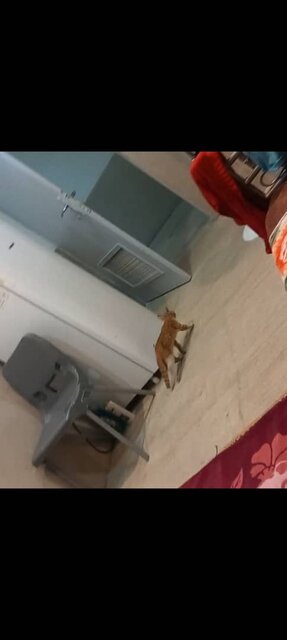 گربه در خوابگاه آفتاب انقلاب در اتاق فتحی گنجی