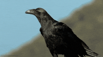 65328c7739767_klva.gif