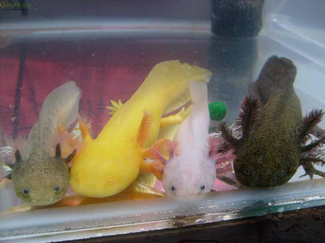 اکسولوتل Axolotl ، معرفی ، تکثیر و آموزش نگهداری - ایران پلنت