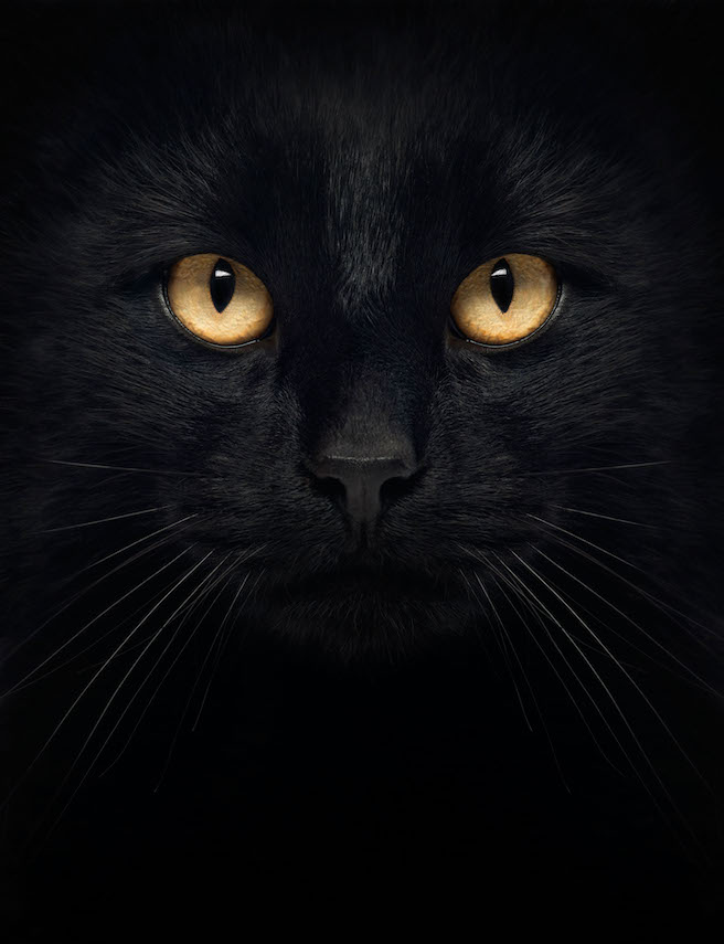 blackcat_5wtm.jpeg