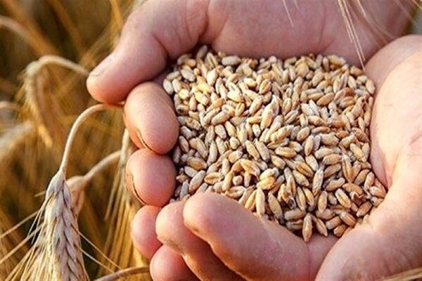 خرید بیش از ۲۶۲ هزار تن بذر گندم تاکنون/ ضرورت افزایش ۳ برابری یارانه بذر غلات