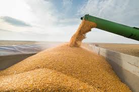 خرید تضمینی گندم از ۸ میلیون تن گذشت/ افزایش ۳۰ درصدی خرید گندم نسبت به مدت مشابه سال گذشته