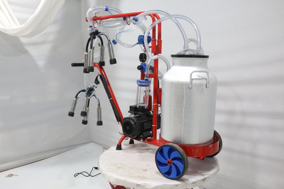 شاسی گاو دوش