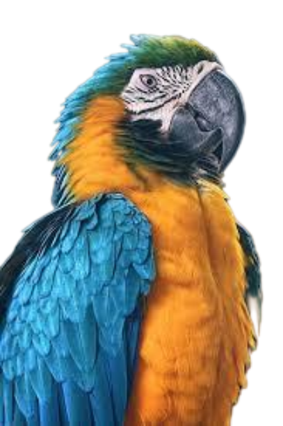 پرنده سرای حبیب