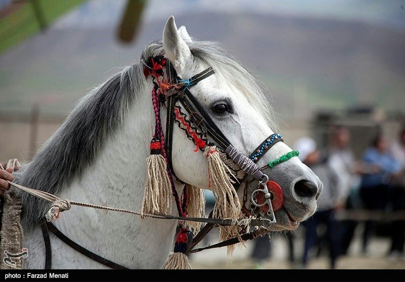 جشنواره شو شبدیز و میدان داری اسب کرد در بیستون