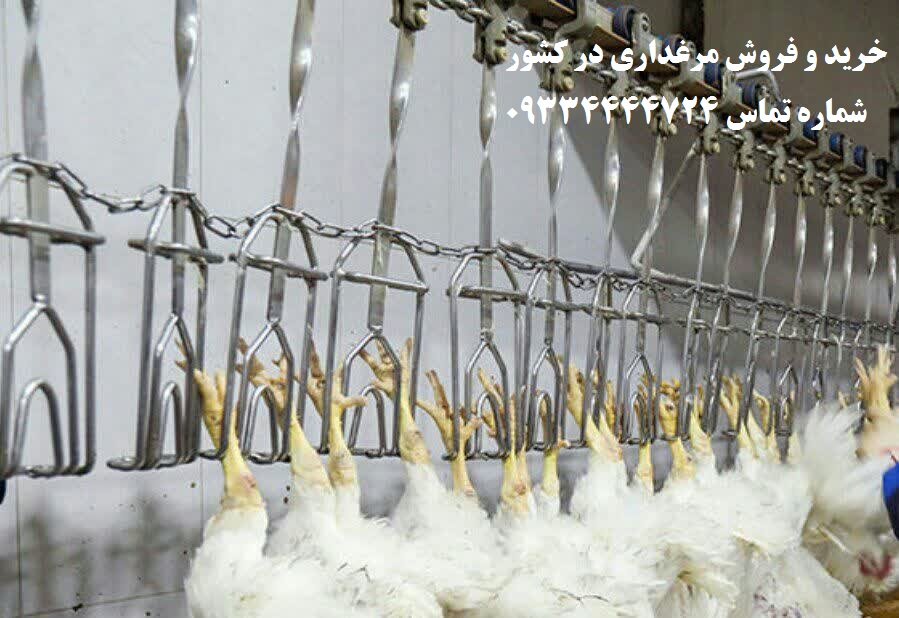 خرید مرغداری