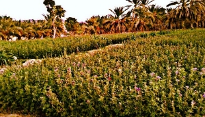باغی زیبا از دهستان زردبن