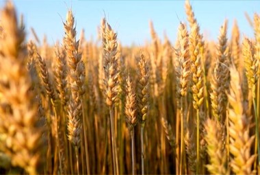 پیش‌بینی خرید ۸ تا ۸.۵ میلیون تن گندم از کشاورزان/ رشد بیش از ۶ برابر سطح کشت قراردادی گندم آبی