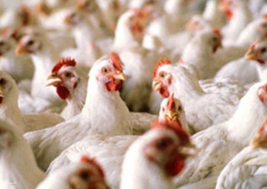 تایید کاهش تولید مرغ در اسفندماه/ مرغ کیلویی ۱۰۰ هزارتومان صحت ندارد