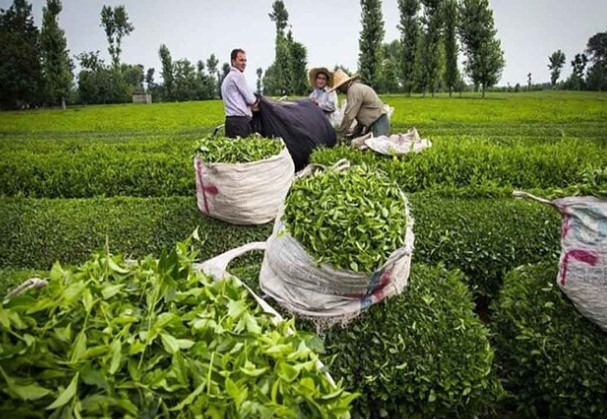 خرید ۳۰ هزار تن برگ سبز چای از چایکاران