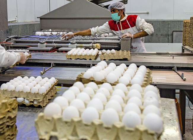 اصلاح قیمت تخم‌مرغ راهکاری برای پایداری تولید است