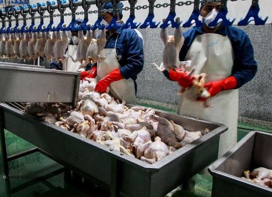 هیچ کمبودی در تولید گوشت مرغ نداریم/ ‌افزایش میزان جوجه‌ریزی به ۱۲۰ میلیون قطعه