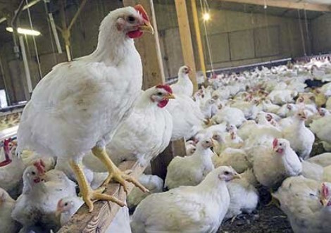 واردات تخم مرغ نطفه دار/ پیش بینی تولید ۱۲۵ میلیون جوجه