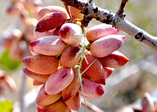 سالیانه ۱۱ میلیون تن میوه های سردسیری در کشور تولید می شود