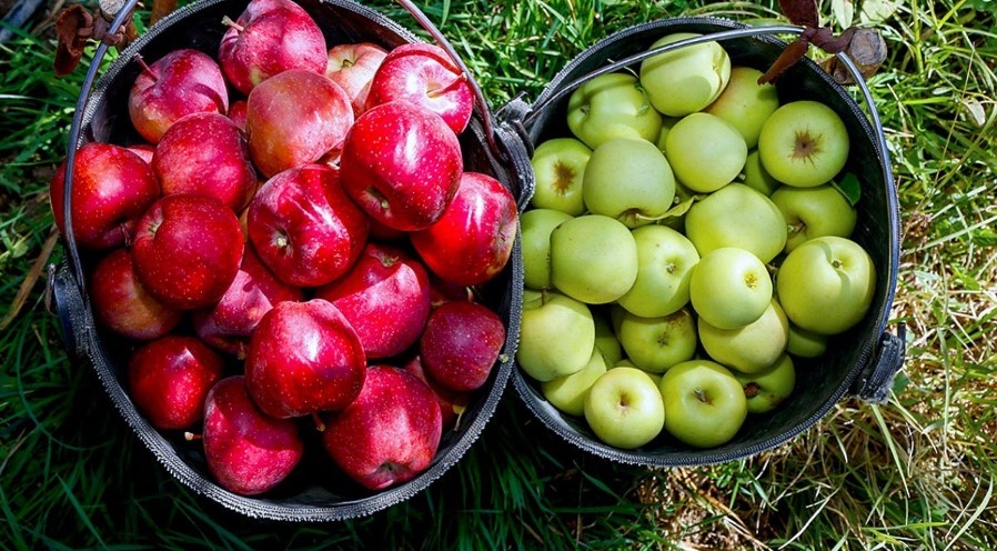 ضوابط جدید برای صادرکنندگان سیب درختی ابلاغ شد