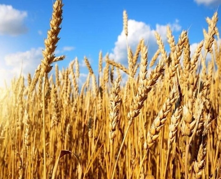 ۶ میلیون هکتار گندم‌زار زیر کشت گندم/ اولین خوشه‌های گندم امروز برداشت می‌شود
