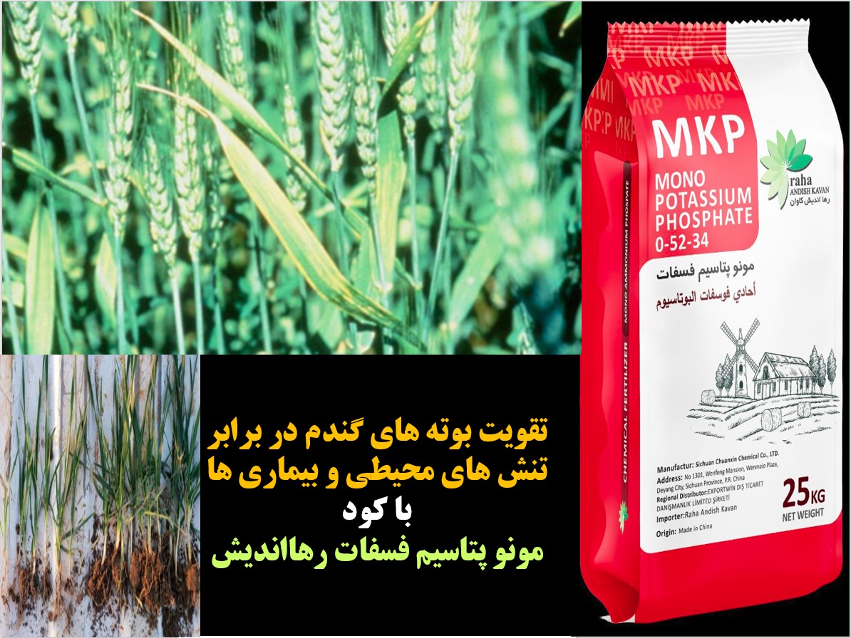 کود مونو پتاسیم فسفات رهااندیش برای افزایش توان گندم در تولید دانه – قسمت اول