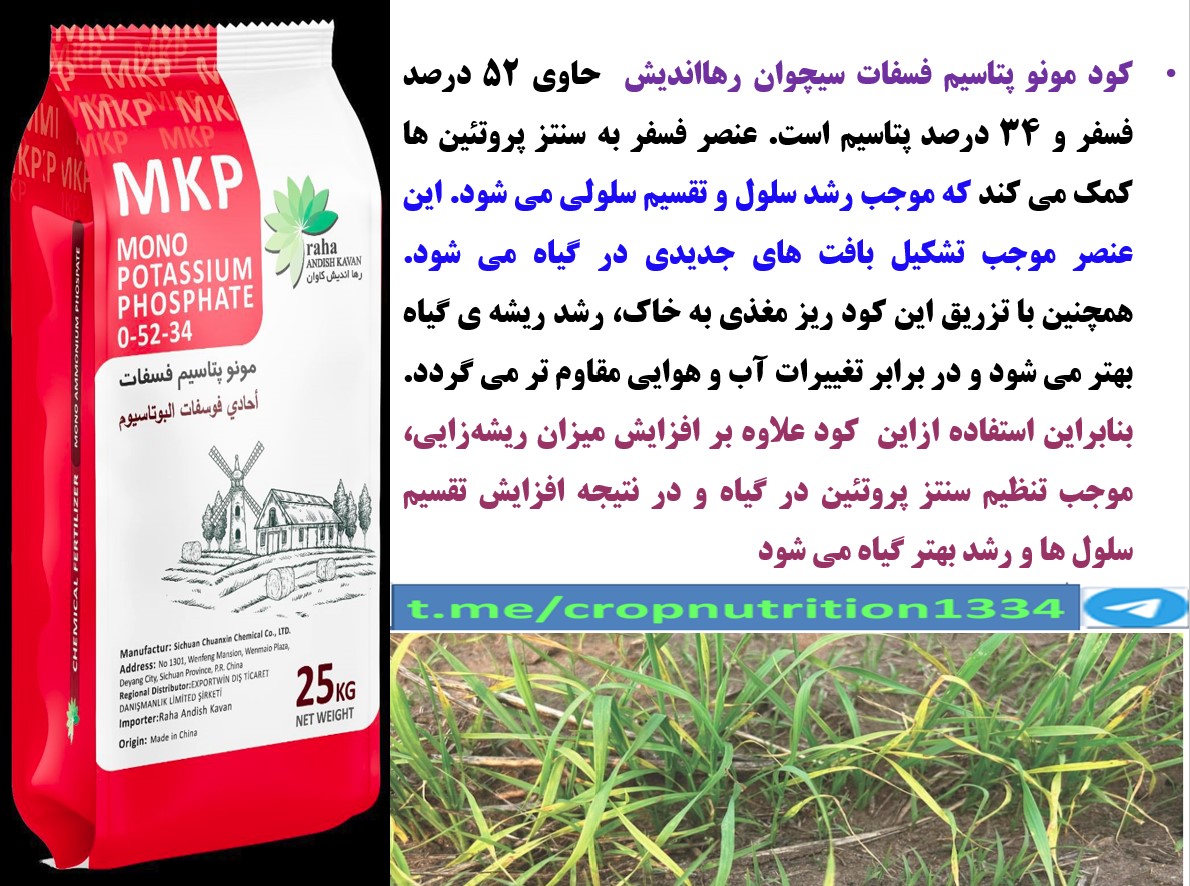 کود مونو پتاسیم فسفات رهااندیش برای افزایش توان گندم در تولید دانه – قسمت چهارم