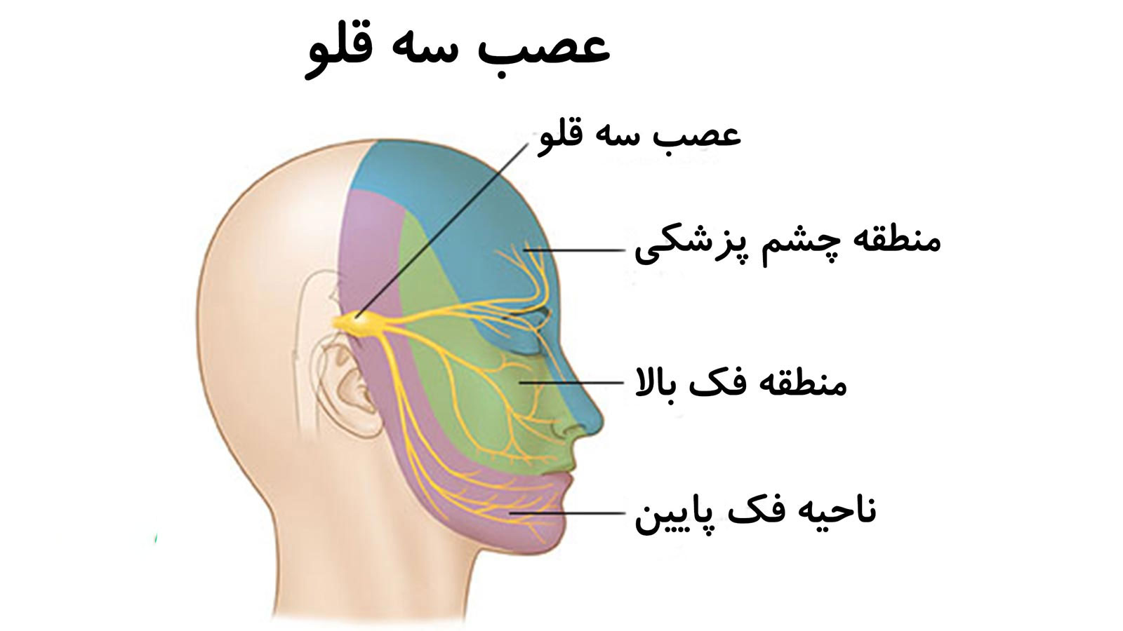 تصویر عصب سه قلو مغز