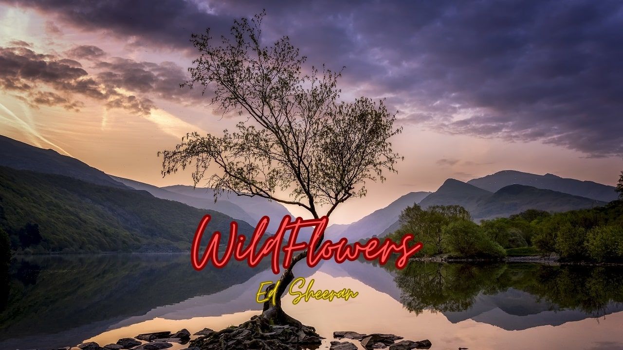 Ed Sheeran - Wildflowers MP3 Download